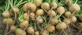 A Beginner&#39;s Farmer&#39;s Guide: When to Dig Turnips and How to Store Them Properly