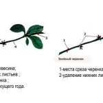 Руководство по черенкованию черешни летом: от выбора черенков до ухода за новым деревом