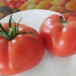 &#39;Guide to growing tomatoes &quot;Russian hero&quot;