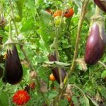 with what to plant eggplants in a greenhouse