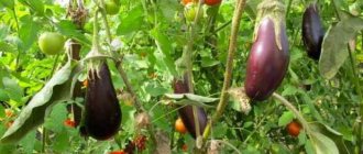 with what to plant eggplants in a greenhouse