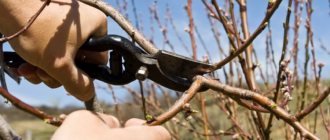 By pruning in the fall, the peach is prepared for winter.