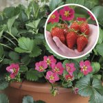 Garden strawberry variety Tuscany