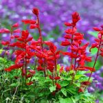 Salvia. Varieties, photo of flowers, seeds, description, sowing, care 