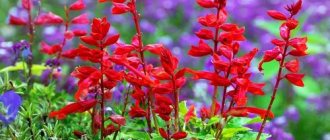 Salvia. Varieties, photo of flowers, seeds, description, sowing, care 