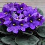 The most effective fertilizers for violets. Compositions for flowering plants and children 