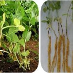 The most common pests and diseases of peas, as well as effective methods for preventing and getting rid of them
