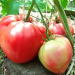 The sweetest tomatoes according to gardeners&#39; reviews
