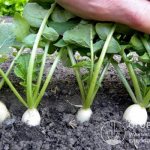 You can plant turnip seeds in open ground in spring, summer and autumn in almost all regions of Russia
