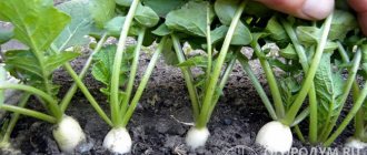 You can plant turnip seeds in open ground in spring, summer and autumn in almost all regions of Russia