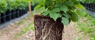 raspberry seedling with a lump of earth