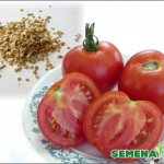 Сбор семян гибридов томатов