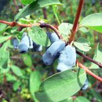 The harvest and dormant period for the shrub occurs earlier than for most fruit trees.