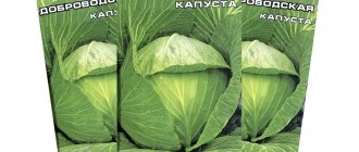 Dobrovodskaya cabbage seeds