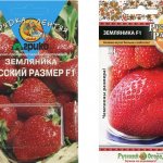 Strawberry seeds variety Russian size