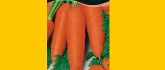 Семена моркови Каскад