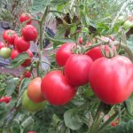 Семена томат Первоклашка фото