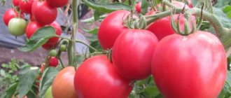 Tomato seeds Pervoklaska photo