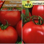 Gribovskiy ground tomato seeds