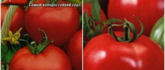 Gribovskiy ground tomato seeds