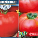 Siberian giant tomato seeds