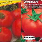 tomato seeds Snowman f1