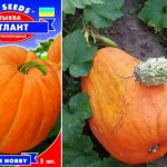 Pumpkin seeds Atlant