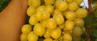 Сенатор Бурдака — молодой сорт винограда, название он получил в честь создателя
