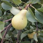 Severyanka is a widespread variety of pears, which was created by the famous breeder P. N. Yakovlev
