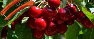 Scheme for pruning cherries in spring