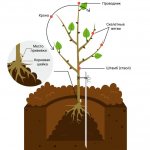 Fruit tree planting scheme
