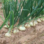 Planting patterns and rules for caring for winter onions