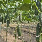 DIY cucumber trellis: materials, types of structures and their manufacture