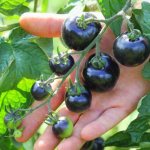 Blue tomatoes, or anto-tomatoes - exotic and very healthy