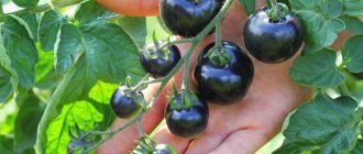 Blue tomatoes, or anto-tomatoes - exotic and very healthy