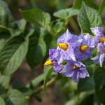 Lilac potato flowers