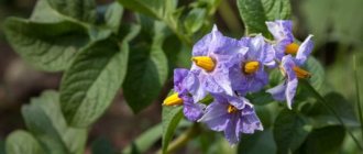Lilac potato flowers