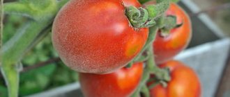 &#39;A fabulous guest on your site: the Scheherazade tomato