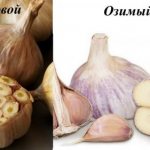 How many cloves of garlic do you need for 1 acre? Garlic yield per 1 ha in Russia 
