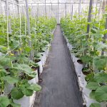 How long does it take to grow cucumbers in a greenhouse?