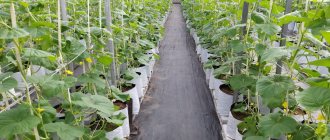 How long does it take to grow cucumbers in a greenhouse?