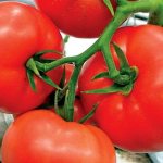 Early ripening varieties of tomatoes for greenhouses