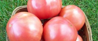 &#39;Sweet hybrid variety of pink tomato &quot;Pink Lady f1&quot;: what is good and why it is worth trying to grow it&#39; width=&quot;800