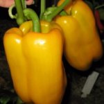 Сладкий перец Джемини f1: описание и характеристики, правила выращивания и хранения урожая