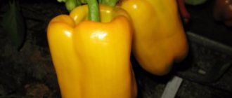 Sweet pepper Gemini f1: description and characteristics, rules for growing and storing the crop