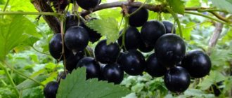 Currant Dobrynya. Description of the variety, photos, seedlings, reviews from gardeners 