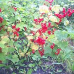 Red currant Natalie