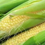 Собираем урожай вовремя: когда собирать кукурузу и как хранить её после сборки