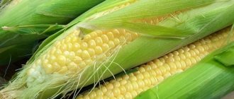 Harvesting on time: when to harvest corn and how to store it after harvesting