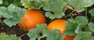 Harvesting on time: when to harvest a pumpkin and how to determine its ripeness in the garden